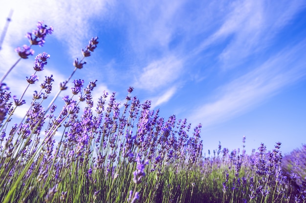 Campo de lavanda en el verano