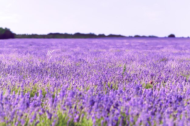 Campo de lavanda en el verano