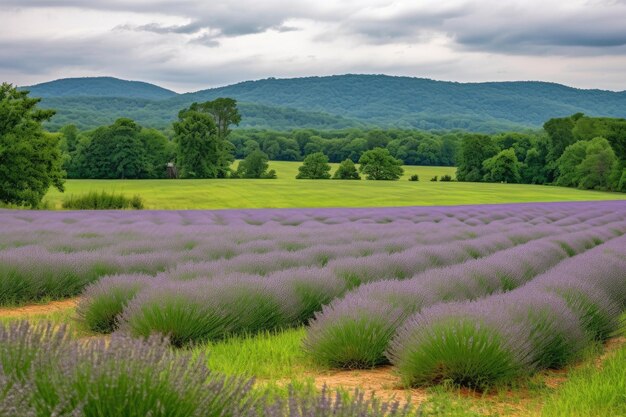 Campo de lavanda con vista de colinas verdes en el fondo creado con ai generativo