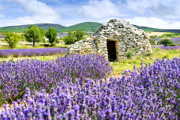 Foto campo de lavanda.