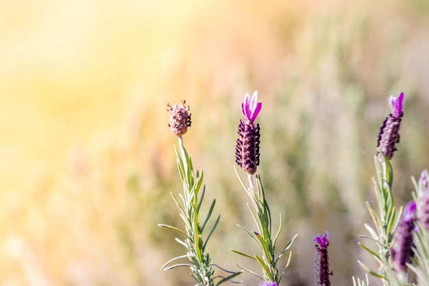 Campo de Lavanda