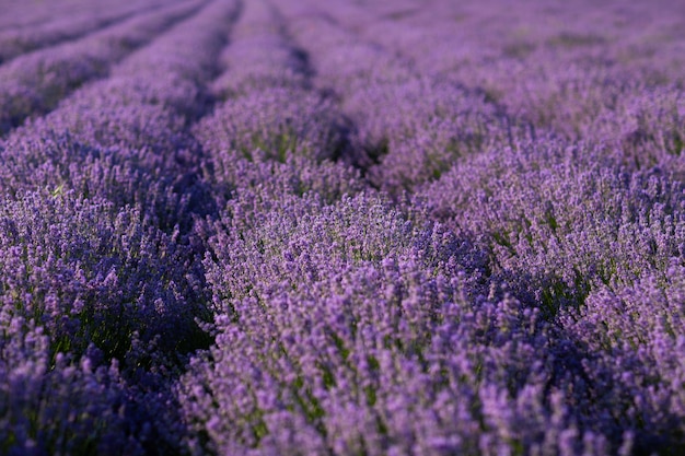 campo de lavanda