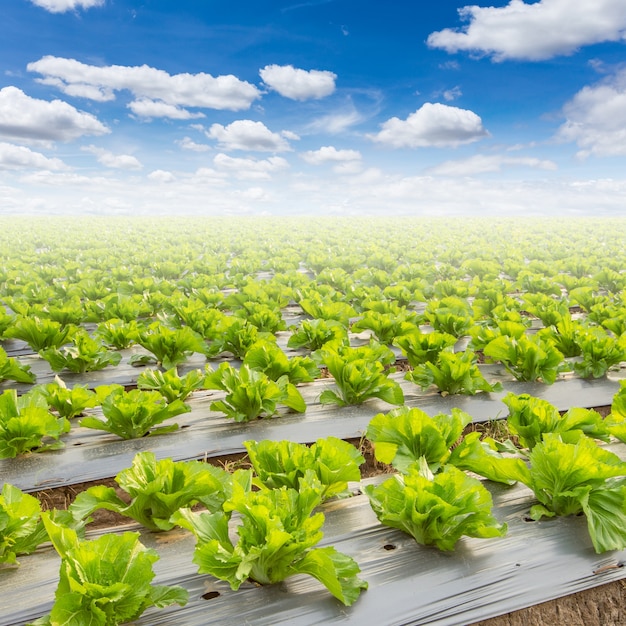 campo de la lechuga y un cielo azul en la agricultura de campo