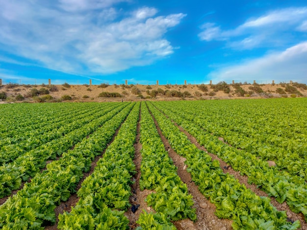 Un campo de lechuga con un cielo azul de fondo