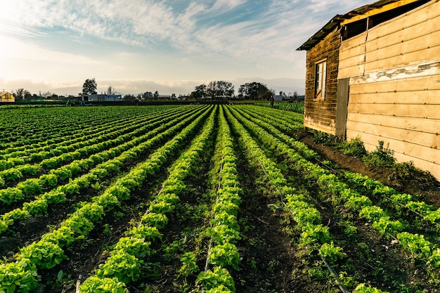 Foto campo con lechuga en filas dentro de una granja