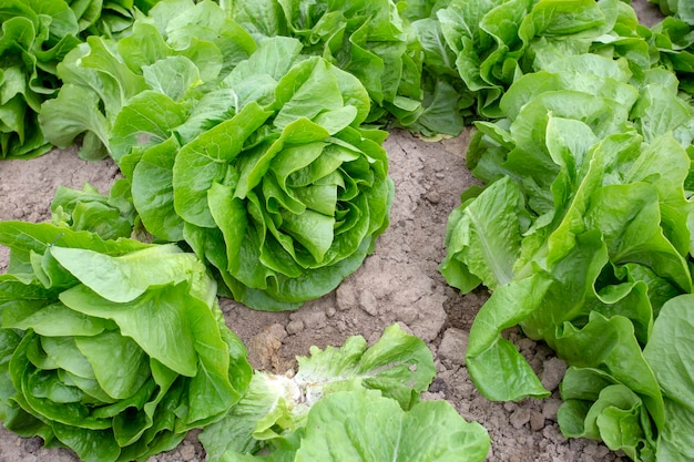 Campo de lechuga fresca verde, foto de concepto de agricultura.