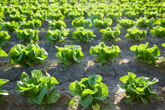 Campo de lechuga verde en una fila