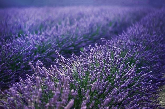 Campo lila de la lavanda, paisaje del verano cerca de Valensole en Provence, Francia. Naturaleza con copia espacio.