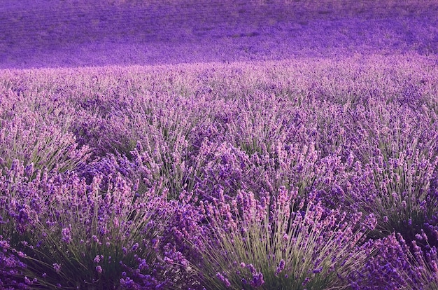 Campo lila de la lavanda, paisaje del verano cerca de Valensole en Provence, Francia. Naturaleza con copia espacio.