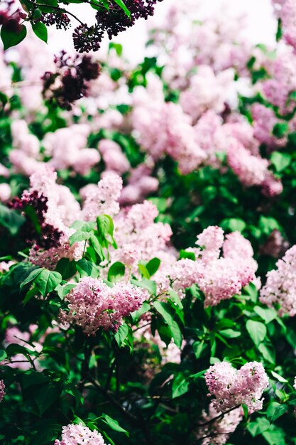 Un campo de lilas con flores moradas al fondo