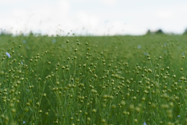 Foto campo de lino en verano planta de lino con flores en el campo de un agricultor en verano