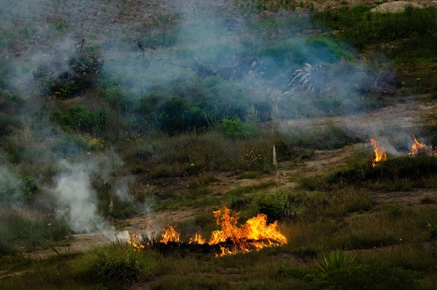 Campo en llamas para el método agrícola de tala y quema