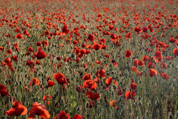 Un campo lleno de amapolas comunes