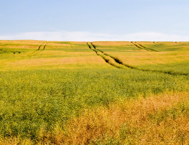 Campo lleno de colza a finales de verano o principios de otoño con la cosecha madura