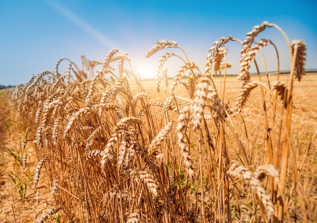 Campo lleno de espigas de trigo dorado