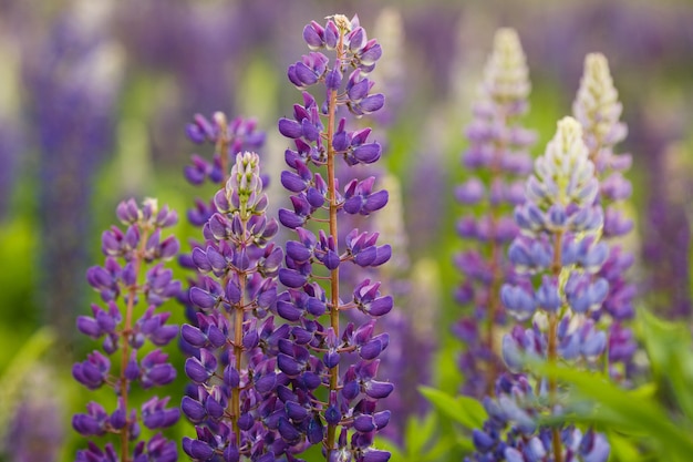 Campo de lupino con flores de color rosa púrpura y azul. Manojo de fondo de la flor del verano de los lupines. Lupinus.