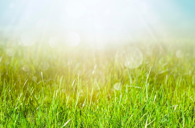 campo a la luz del sol con bokeh. fondo de verano