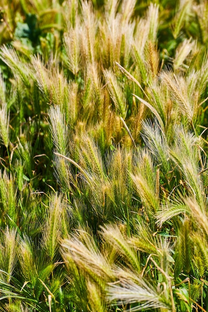 Campo macio de gramíneas na primavera com detalhes