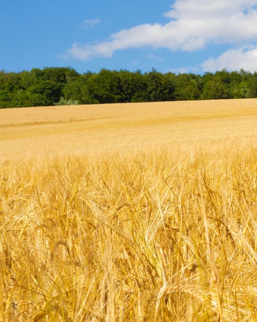 Campo maduro de trigo con orejas doradas