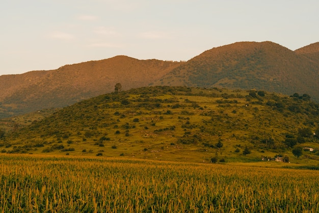 Campo de maíz, amanecer en méxico.