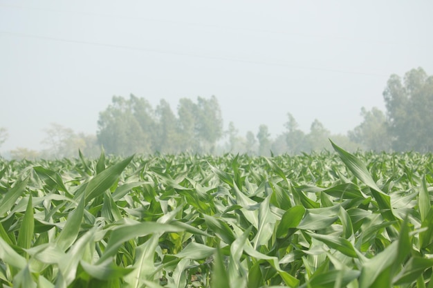 Un campo de maíz con árboles al fondo.