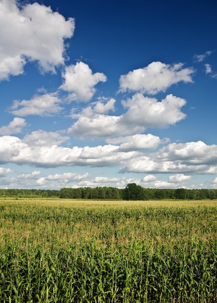 Campo de maíz con un bosque y el cielo.