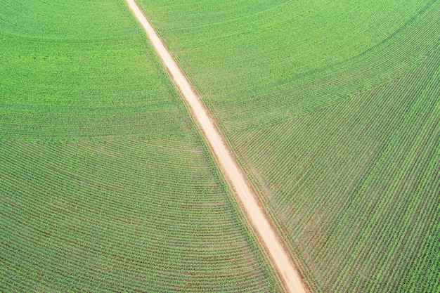 Campo de maíz y camino de tierra visto desde arriba