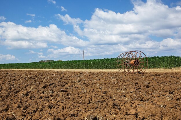 Campo de maíz y camino de tierra