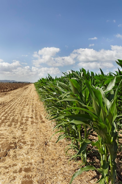 Campo de maíz y camino de tierra