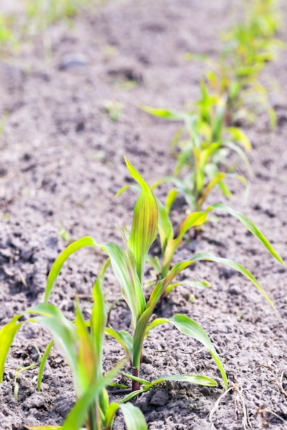 Campo de maíz Campo agrícola de primavera con maíz tierno en la temporada de primavera Bielorrusia closeup