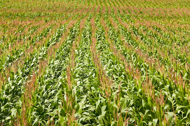 Campo de maíz: un campo agrícola en el que crecen maíz