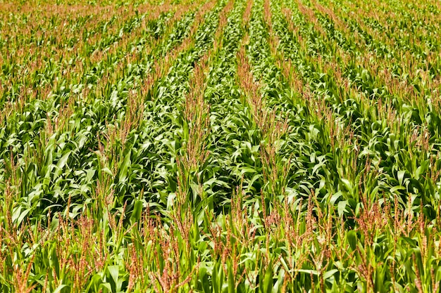 Campo de maíz: un campo agrícola en el que crecen maíz