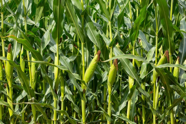Campo de maíz de cerca Enfoque selectivo Plantación de campo de maíz de maíz verde en la temporada agrícola de verano Primer plano de la mazorca de maíz en un campo