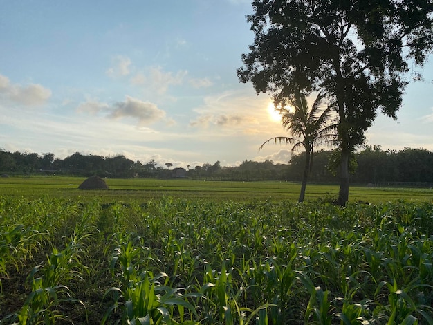 Un campo de maíz con un cielo azul y el sol detrás