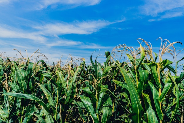 Campo de maíz y cielo azul