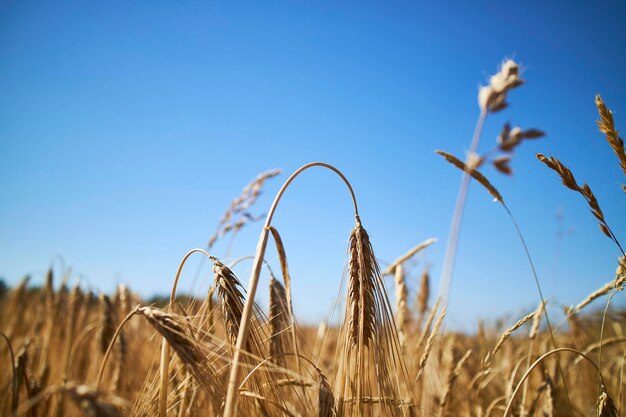 Un campo de maíz y el cielo azul.