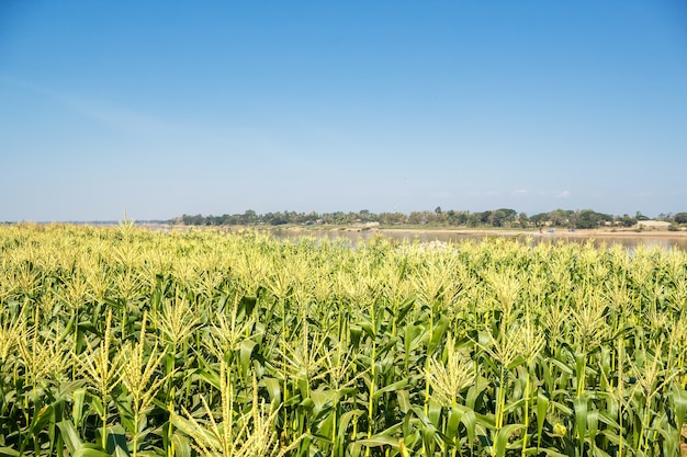 Foto campo de maíz en el cielo