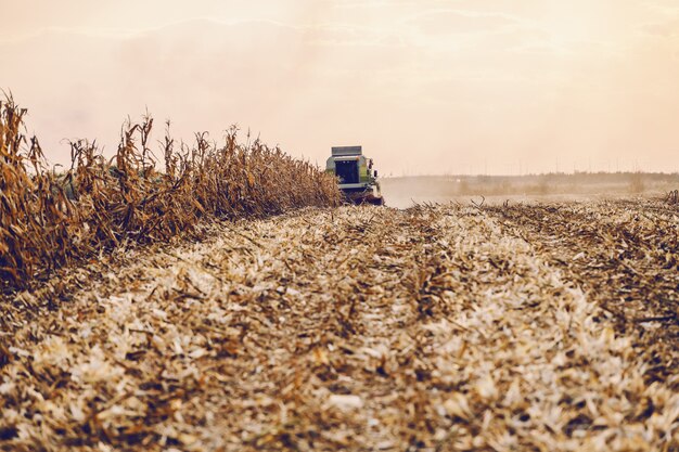 Campo de maíz con cosechadora cosechando maíz y avanzando