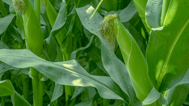 Campo de maíz cultivado con maíz de primer plano Concepto de planta de maíz