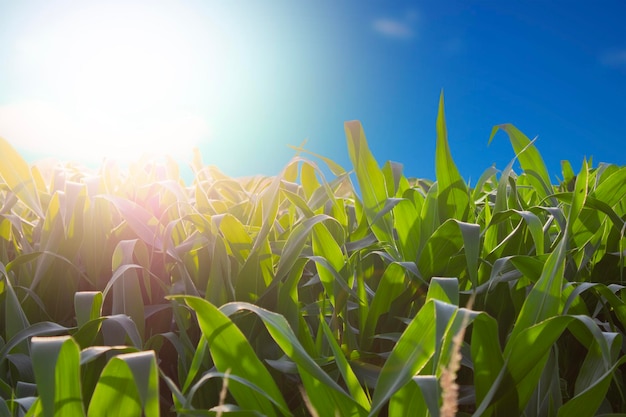 Campo de maíz Cultivo orgánico de cereales