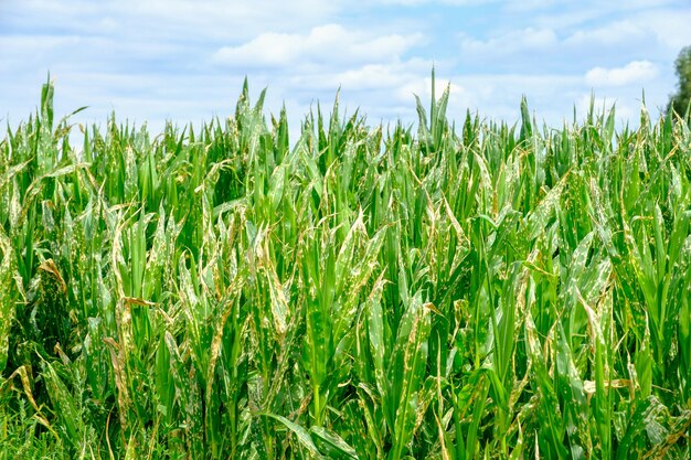 Campo de maíz dañado por un herbicida