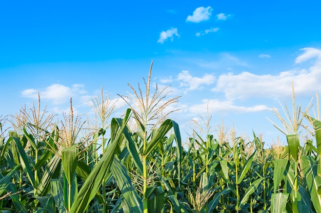 Campo de maíz en un día claro Árbol de maíz en tierras de cultivo con cielo azul nublado