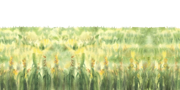 Campo de maíz con frontera sin costuras campo de hierbas verdes flores amarillas o cultivos cosecha acuarela