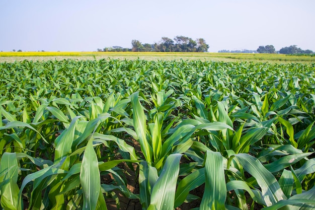 Campo de maíz con hojas verdes primer plano de la foto con enfoque selectivo