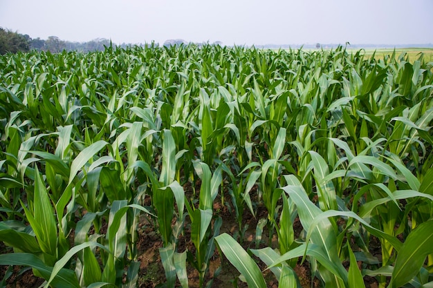 Campo de maíz con hojas verdes primer plano de la foto con enfoque selectivo