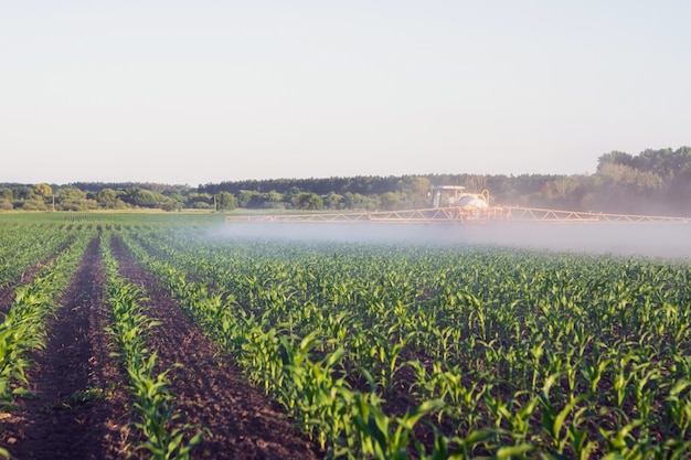 Foto campo de maíz joven, al final del cual se despliega un pulverizador autopropulsado