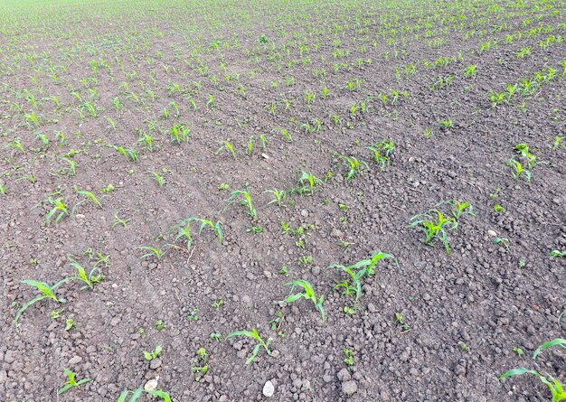 Foto campo de maíz joven brotes de maíz en el campo maíz forraje para ensilado