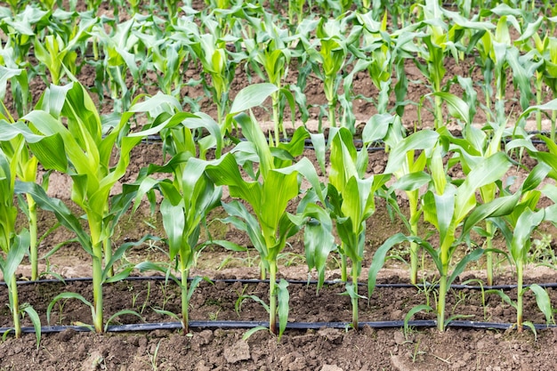 campo de maíz joven con sistema de riego por goteo