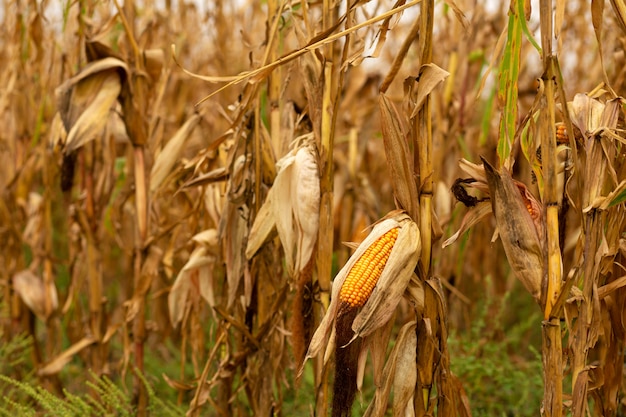 Campo de maíz. Maíz amarillo seco maduro, tiempo de cosecha. Temporada de maíz