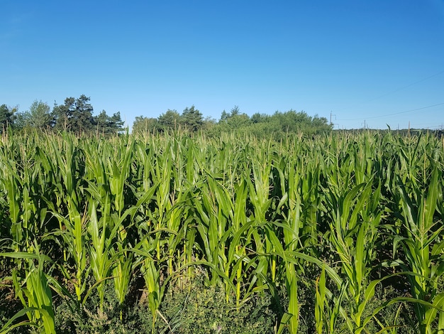 Campo de maíz El maíz joven está creciendo en el campo Industria agrícola